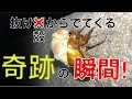 コンプリート！ セミ 成長 過程 イラスト 514576-セミ ��ラスト かわいい 簡単