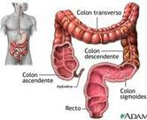 intestino_grueso