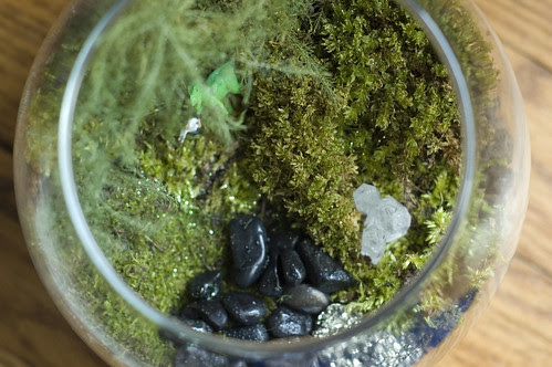 terrarium4