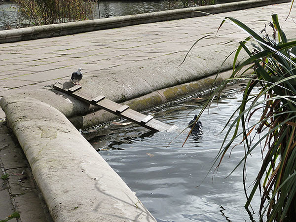 Pigeons