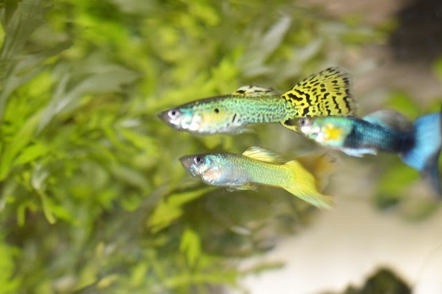 淡水魚 レンタルアクアリウム あおい 千葉 船橋 市川