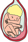 bébé