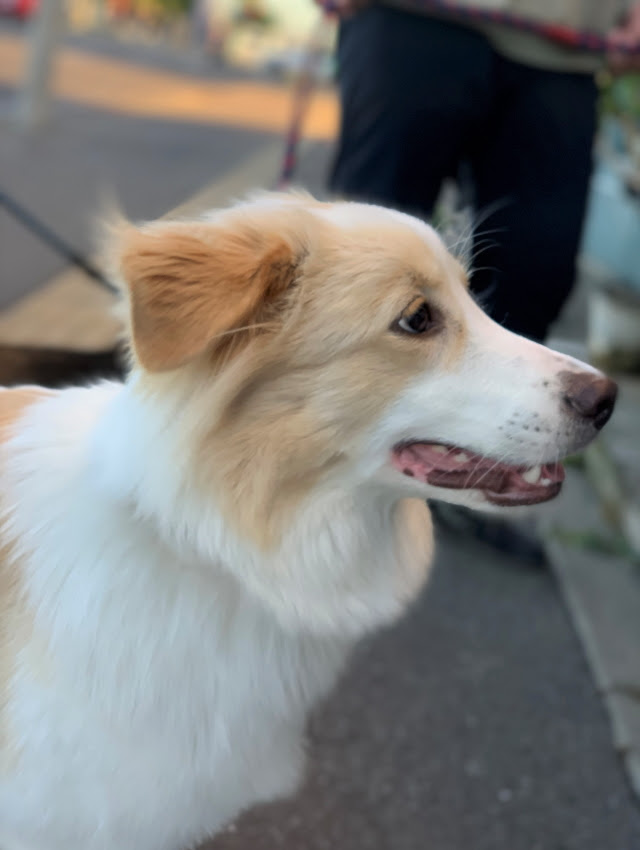 Deni S Store犬がいる生活