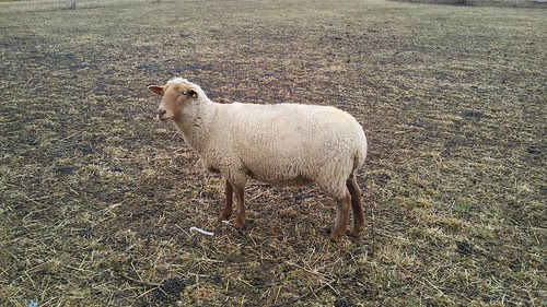 Lambie by Shepherd_Carole