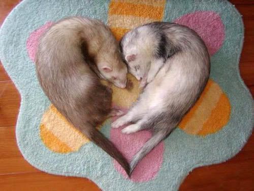 Your Ferret s first visit