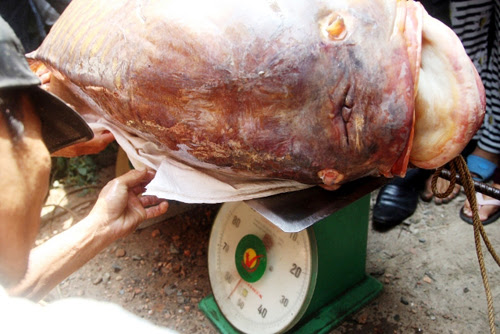 Bắt được "quái ngư" trên sông Đồng Nai, bán gần trăm triệu - 6