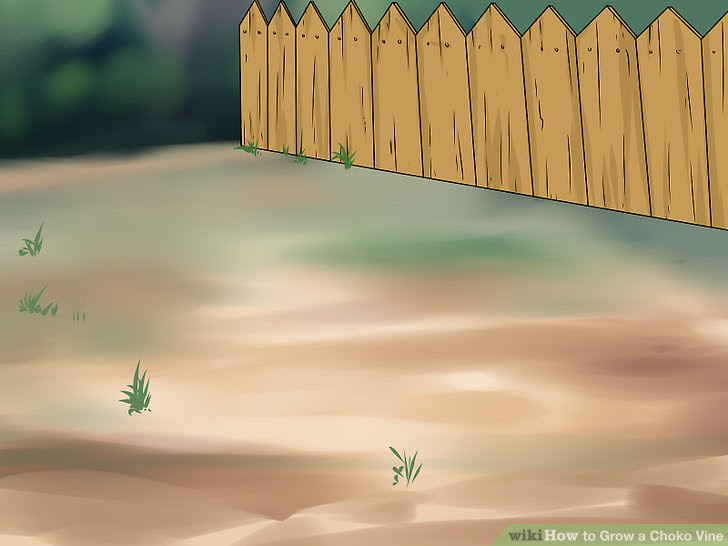 Grow a Choko Vine Step 3.jpg