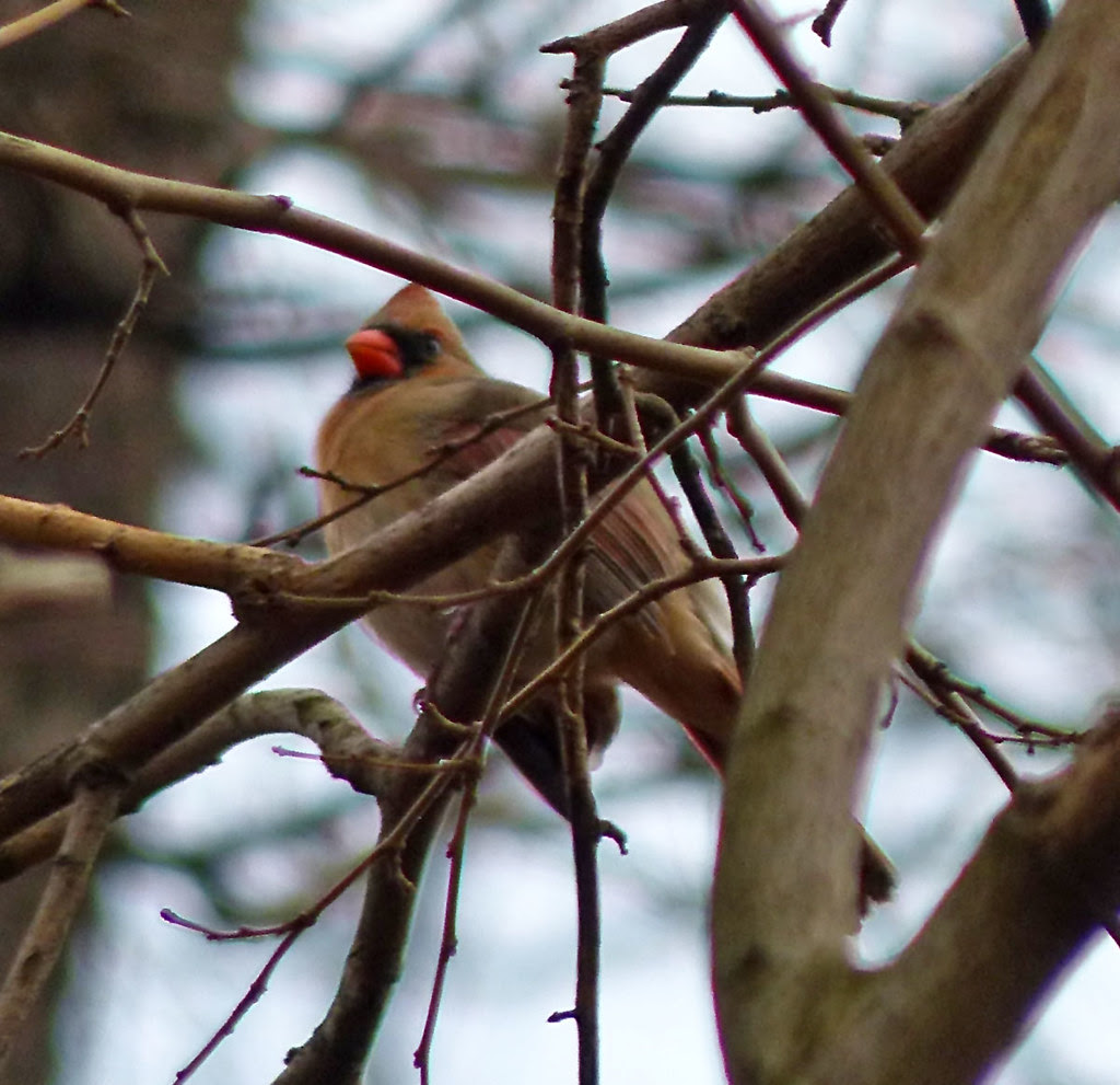 Central Park Cardinal