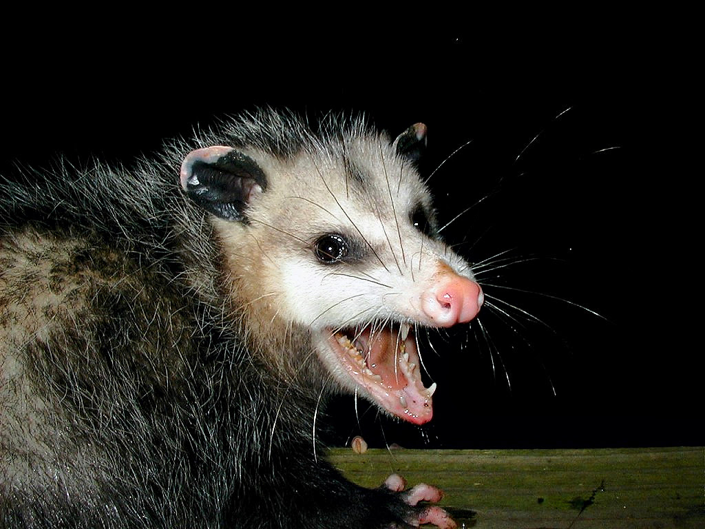 How to Get Rid of Possum: How to Get Rid of Possums Fast