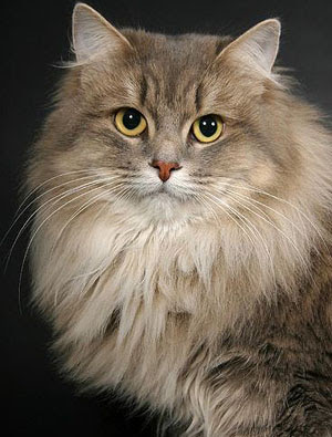 Description Of A Siberian Cat | Cat Breeds And Types Of Cats