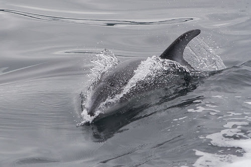 pacific white-sided dolphin