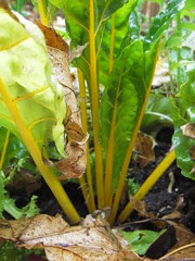 yellow chard