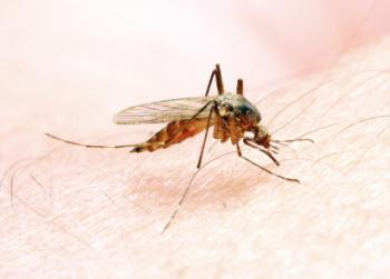 mosquito