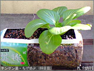 11 24 ペットボトル栽培ii チンゲン菜 ８ M Ishiiのエコ本語 旧式