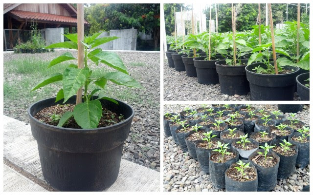 AYO BERKEBUN MENANAM CABE RAWIT DALAM POT POLYBAG AYO BERKEBUN MENANAM CABE RAWIT DALAM POT POLYBAG