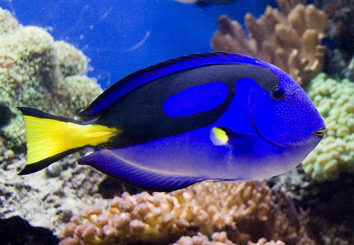aquarium fishes images. and Unique Aquarium Fish