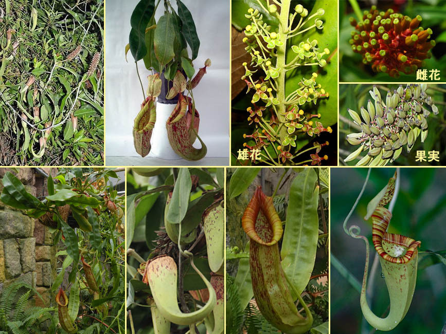野山の草花 木々の花 植物検索図鑑 ウツボカズラ