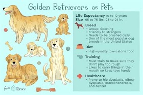 An Overview Of The Golden Retriever Personality