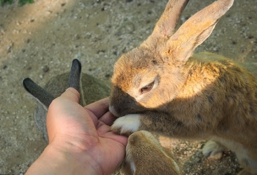 うさぎがトイレをひっくりかえして困る 固定方法は 生き物navi