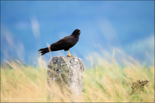 Tartaranhão Caçador by Rodrigo Saldanha de Almeida.