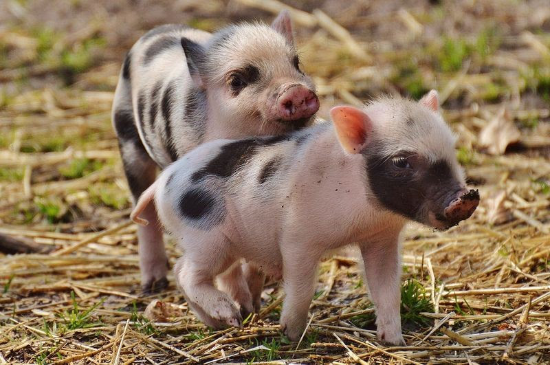 Co rzeczywiście warto wiedzieć na temat oleju sojowego odgumowanego?