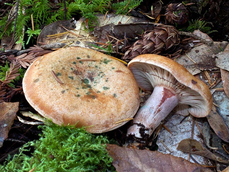 Lactarius rubrilacteus