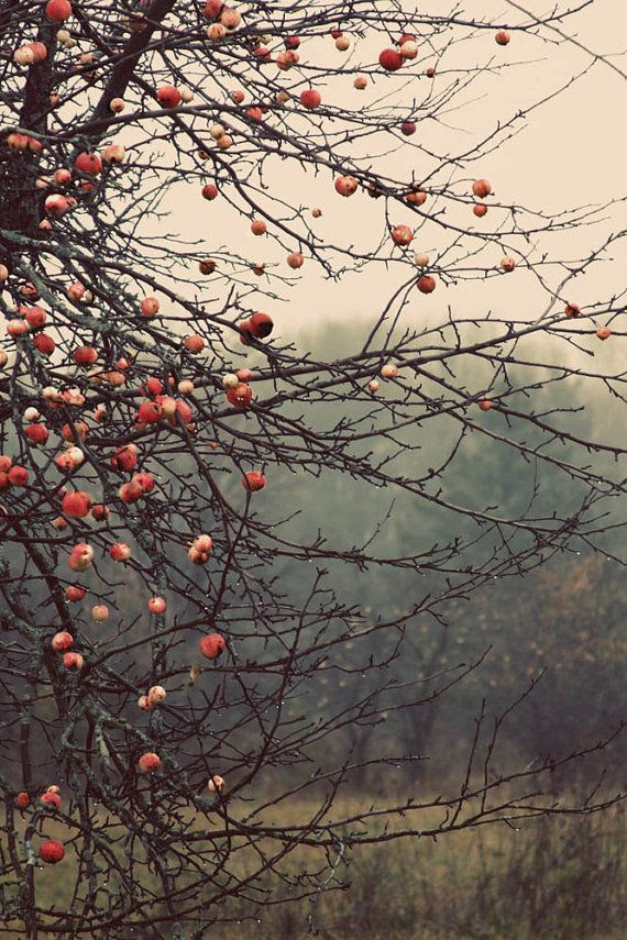 "Autumn Apples" gallery wrap by judeMcConkeyPhotos