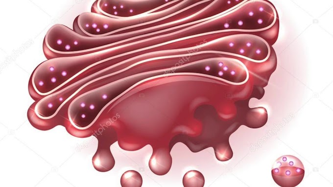 What Is The Function Of The Golgi Body In An Animal Cell - Cell structure function 2.2(k) / The different parts of the cell are called organelles.