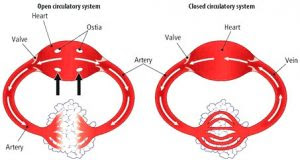Phylum Chordata The Biology Classroom