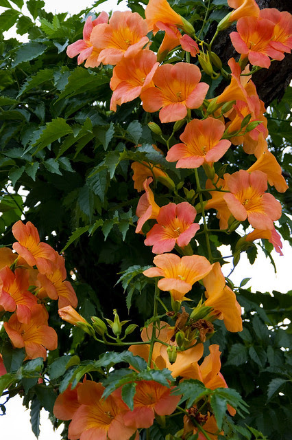 Orange Flowering Tree Flickr Photo Sharing Orange Flowering Tree Flickr Photo Sharing