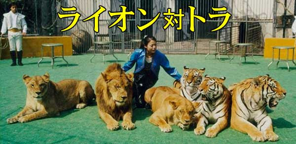 ライオン対トラ