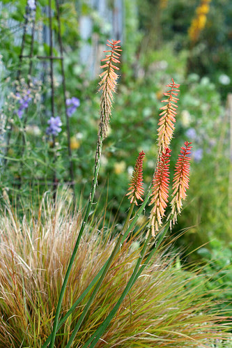 kniphofia jenny lind