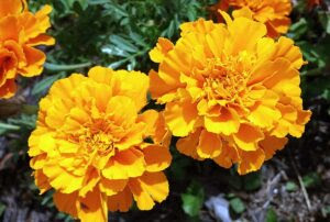マリーゴールドの花言葉 意味は絶望 色別の違いはある