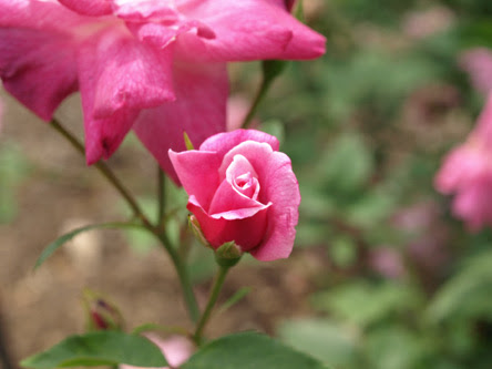 バラ写真集 チャイナローズ