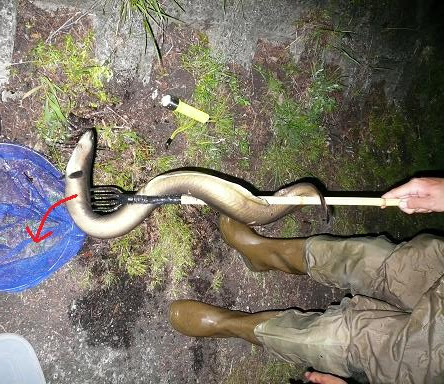 ウナギの釣り方 捕り方