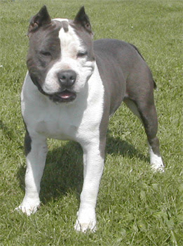 english staffordshire terrier tableau