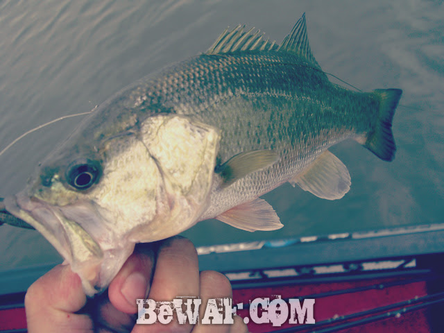 biwako black bass chouka jyouhou 12