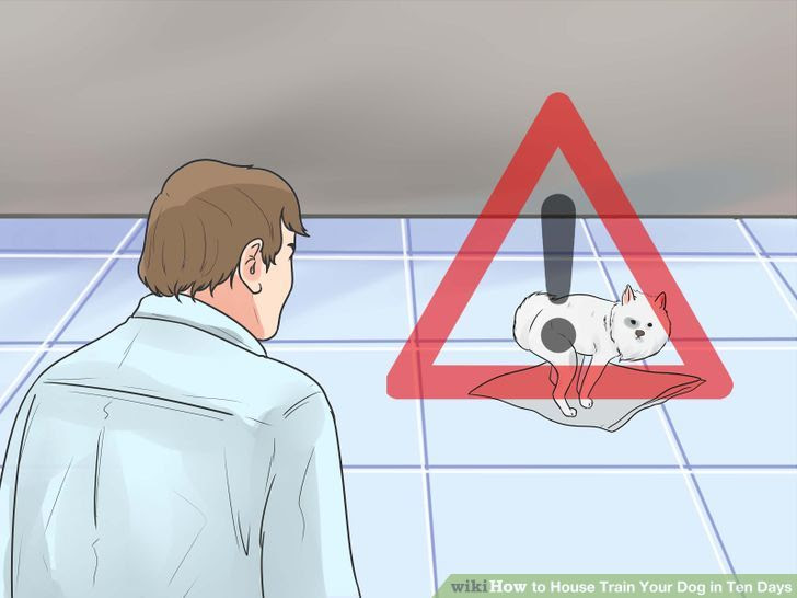 House Train Your Dog in Ten Days Step 9 Version 2.jpg