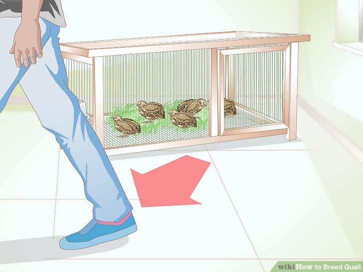Breed Quail Step 11 Version 2.jpg