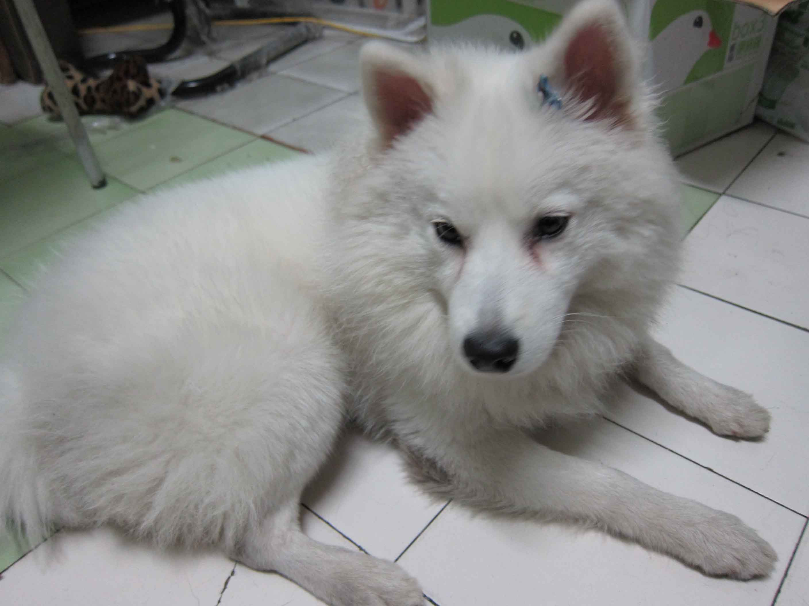 白色狐狸犬 2 007鞋网