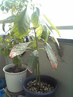 冬を戦ったアボカドの鉢植え ベランダ菜園やってます