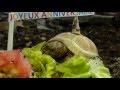√ carte anniversaire tortue gratuite 971842-Carte anniversaire tortue gratuite