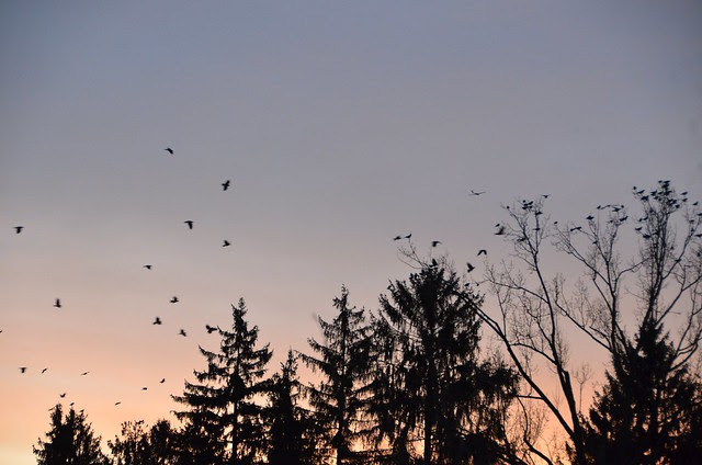 Crows