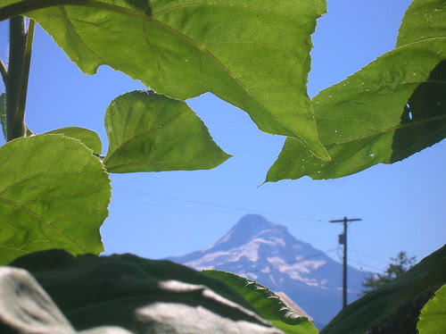 mt. hood through the sunflowers