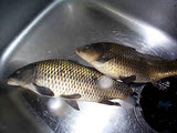 鯉