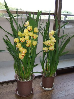 シンビジュームの育て方と年間管理