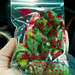 Bing Lang - Betel Nut