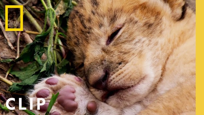 Lioness sisters fend off an intruding lion to protect their cubs | QUEENS | Travel & Tourism Video Vloggers And Reviews