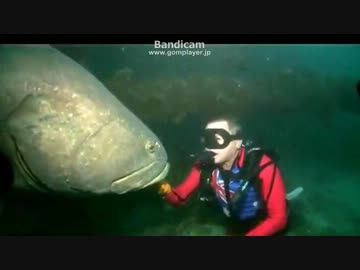 巨大魚と戯れるダイバー意表を突かれる ニコニコ動画