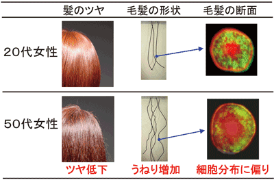 ツヤがある髪の毛の秘密 Spring 8 Web Site